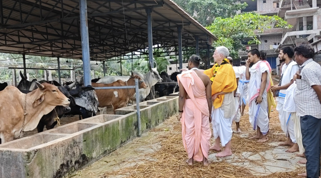 Visiting the Goshala with cows in shelter