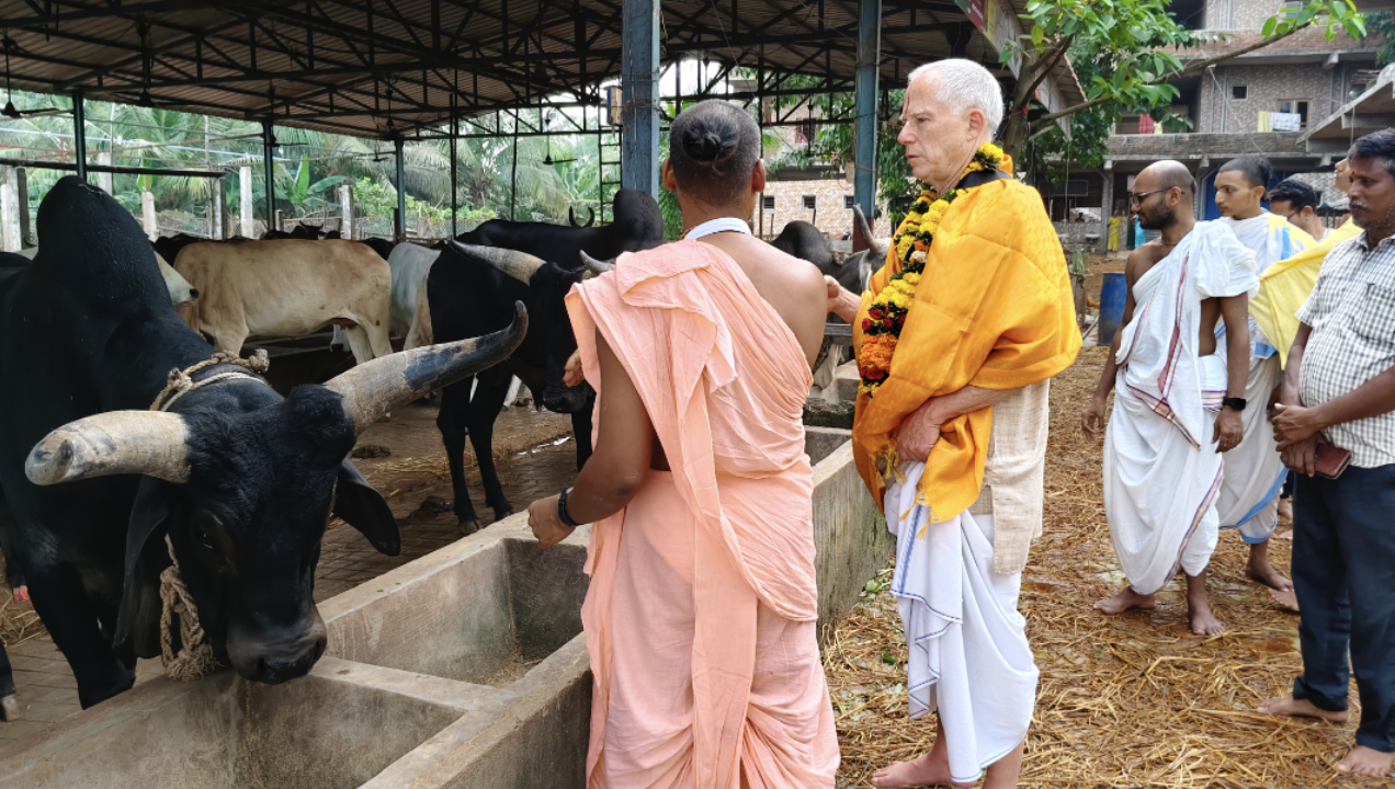 Radhakantha Das with cows at Goshala